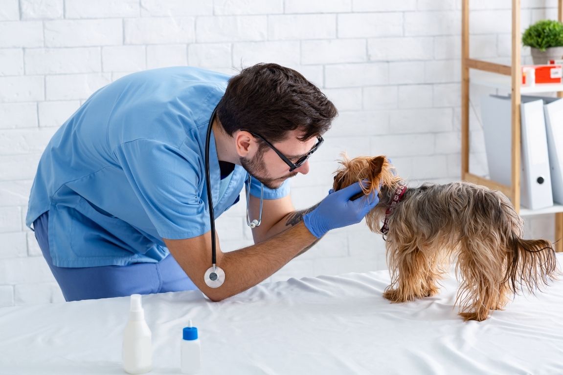 Veterinario realizando una revisión médica a un perro