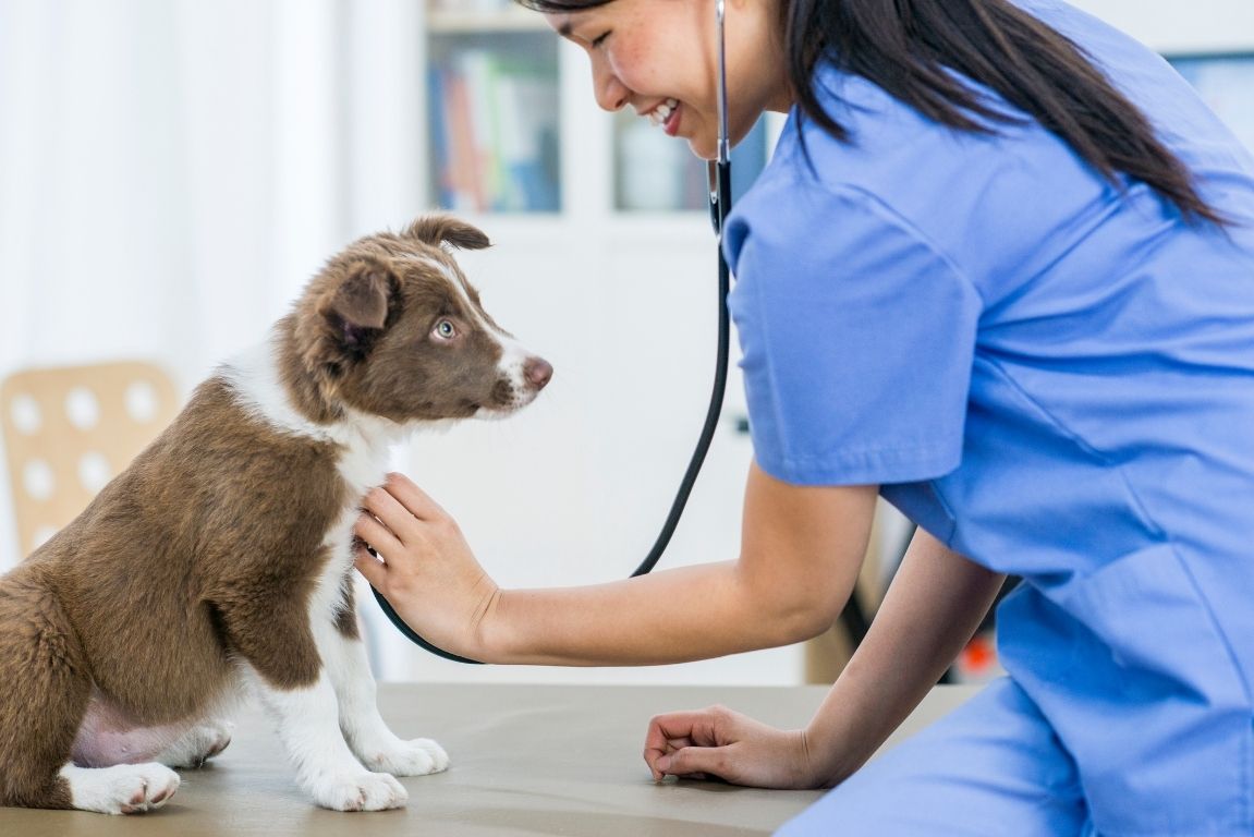 Revisión veterinaria de un perro en consulta