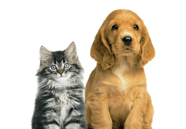 cachorros de gato y perro