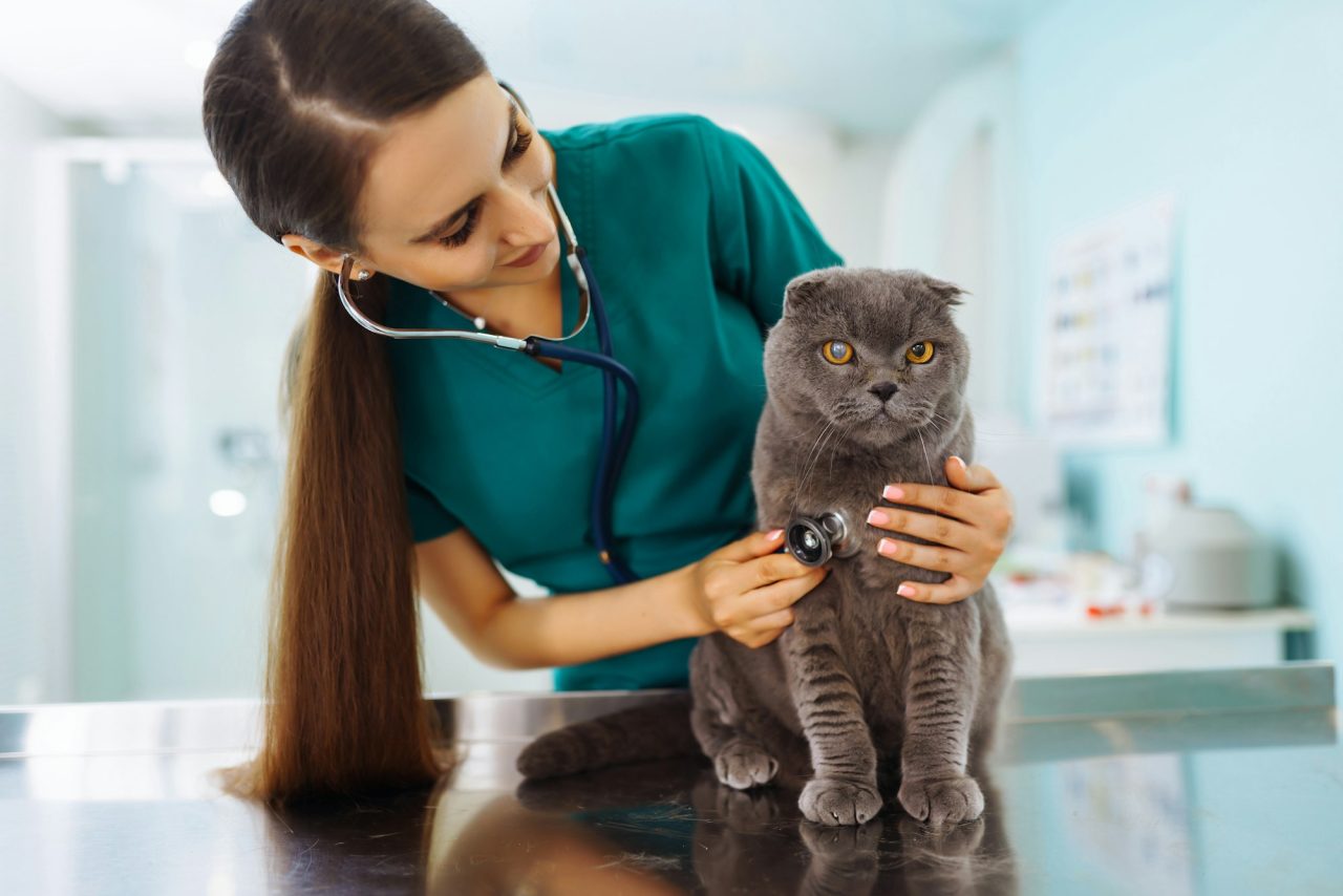 Veterinaria examinando a un gato en mesa de consulta